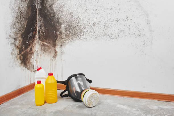 Best Mold Removal Company Near Me  in Golden Meadow, LA