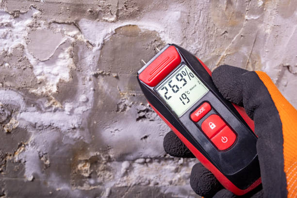 Best Affordable Mold Removal  in Golden Meadow, LA