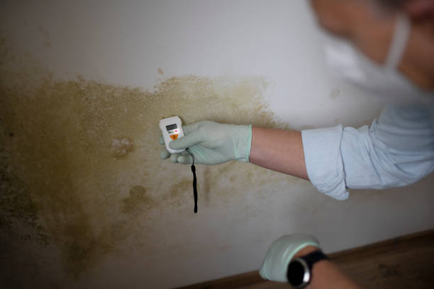 Best Emergency Mold Removal  in Golden Meadow, LA