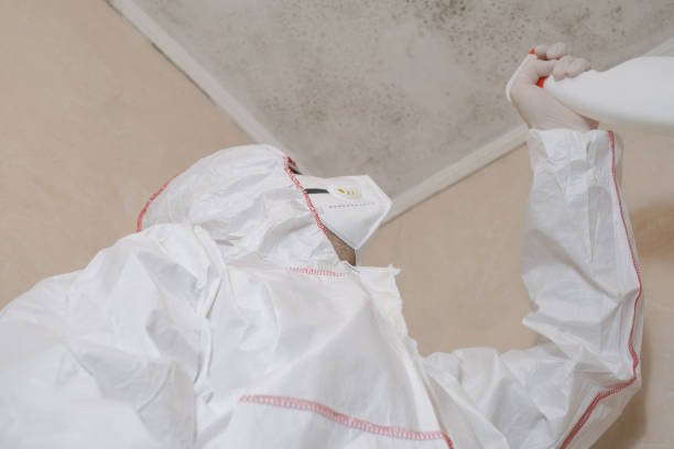 Home Mold Removal in Golden Meadow, LA