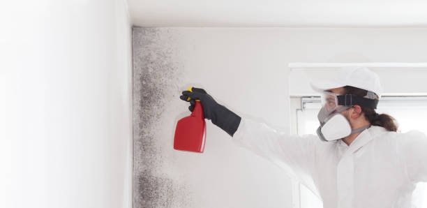 Reliable Golden Meadow, LA Mold Removal Solutions