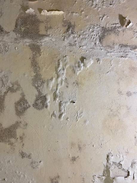 Best Water Damage Restoration  in Golden Meadow, LA
