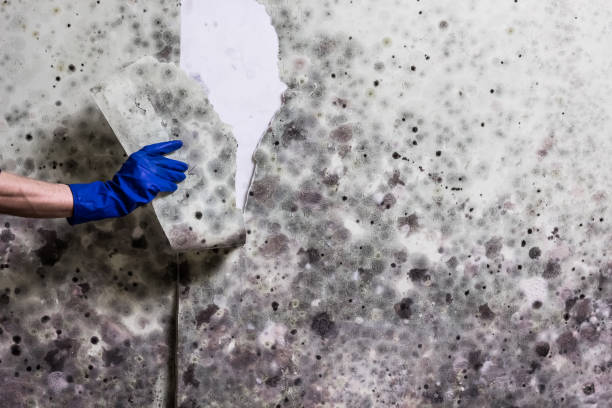 Best Mold Cleaning Services  in Golden Meadow, LA