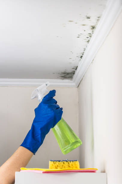 Best Black Mold Removal  in Golden Meadow, LA